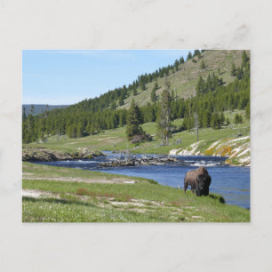 Bison at Yellowstone National Park Postcard