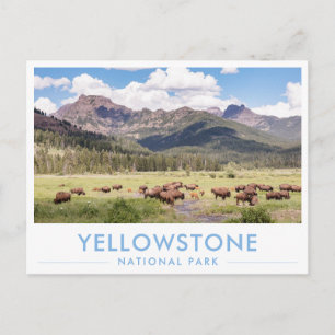 Bison at Yellowstone National Park Summer Mountain Postcard