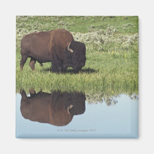 Bison (Bison Bison) On Grassy Meadow Magnet
