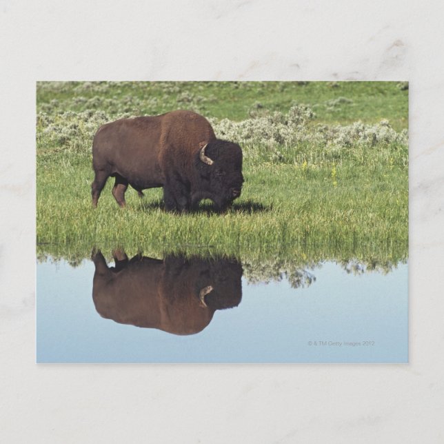 Bison (Bison Bison) On Grassy Meadow Postcard (Front)