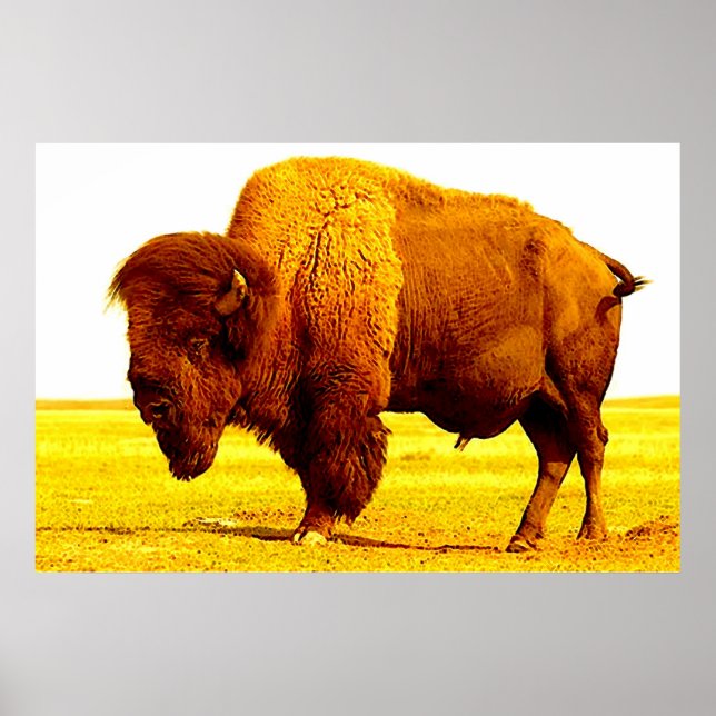 Bison Buffalo American Art Poster (Front)