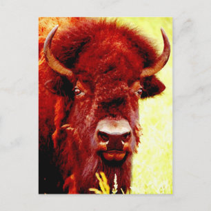 Bison / Buffalo Face Postcard
