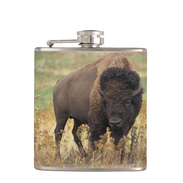 Bison Buffalo Hip Flask (Front)