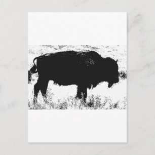 Bison - Buffalo Postcard