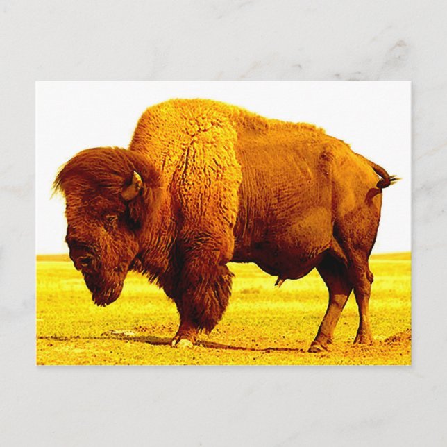 Bison / Buffalo Postcard (Front)