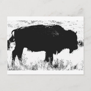 Bison - Buffalo Postcard