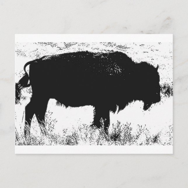 Bison - Buffalo Postcard (Front)