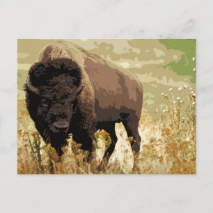 Bison / Buffalo Postcard