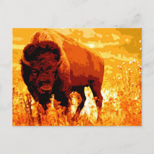 Bison / Buffalo Postcard