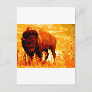 Bison / Buffalo Postcard