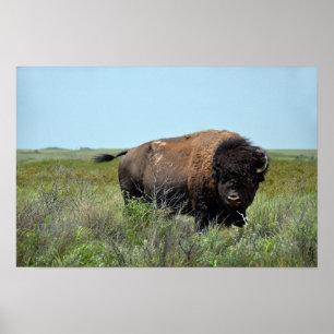 Bison Bull at Maxwell Wildlife Refuge Poster