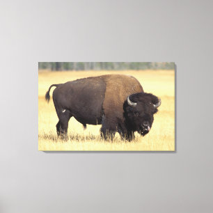 Bison Bull in Yellowstone National Canvas Print