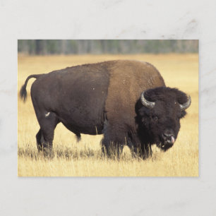 Bison Bull in Yellowstone National Postcard