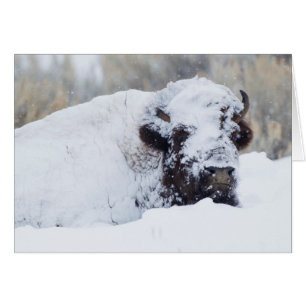 Bison Bull, winter coat