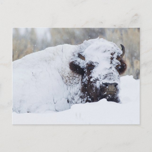 Bison Bull, winter coat Postcard (Front)