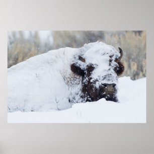 Bison Bull, winter coat Poster