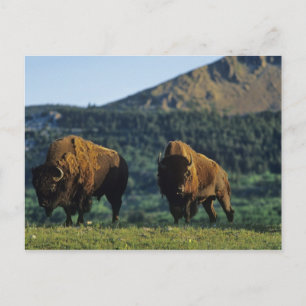 Bison bulls at Waterton Lakes National Park in Postcard