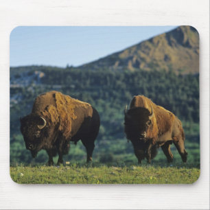 Bison bulls at Waterton Lakes National Park Mouse Pad