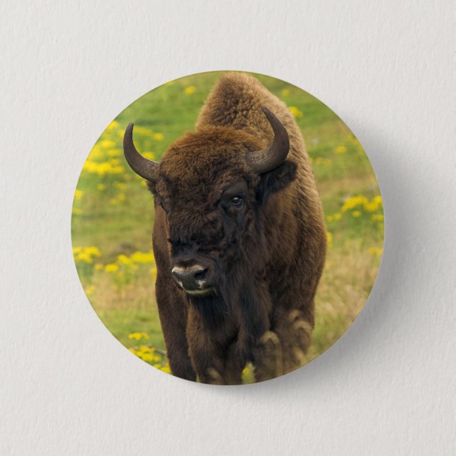 Bison Button Badge (Front)