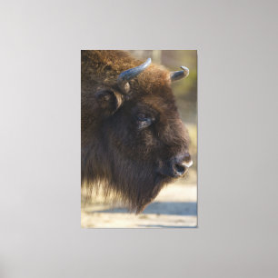Bison Canvas Print