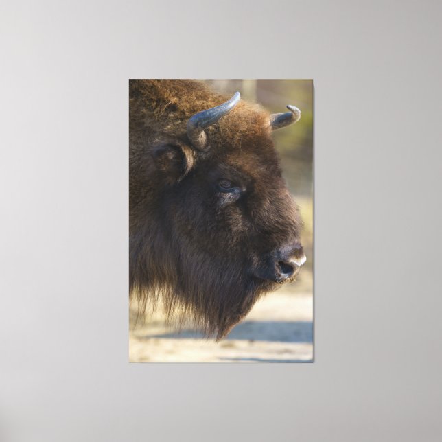Bison Canvas Print (Front)