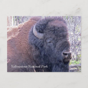 Bison Closeup Postcard