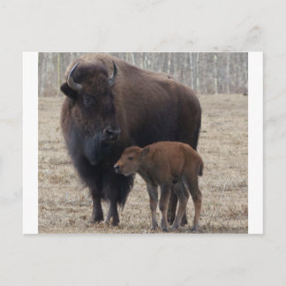 Bison Cow and Calf 1 Postcard