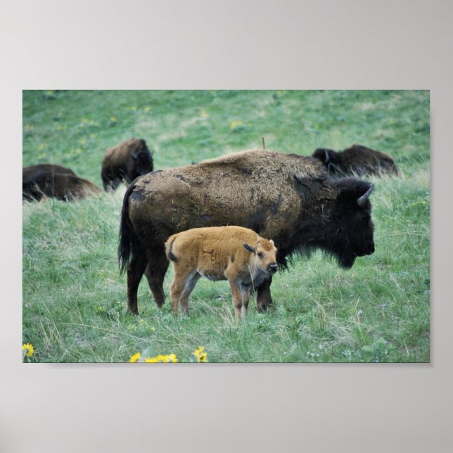 Bison cow and calf poster (Front)