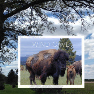 Bison Cow and Calf, Wind Cave National Park SD Postcard