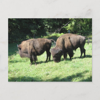" BISON DAYS " POSTCARD