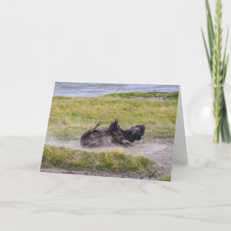 Bison Dust Bath, Yellowstone National Park Wyoming Card