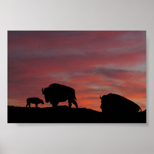Bison family poster