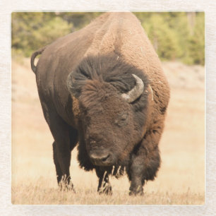 Bison Glass Coaster