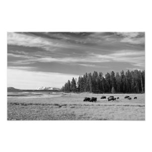 Bison Grazing at Yellowstone Black and White Photo Print