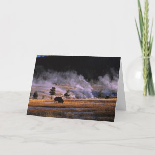Bison grazing in the Upper Geyser Basin Card