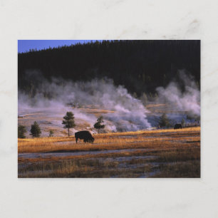 Bison grazing in the Upper Geyser Basin Postcard