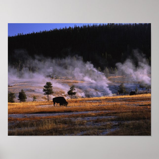 Bison grazing in the Upper Geyser Basin Poster (Front)