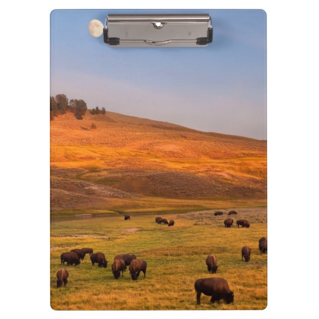 Bison Grazing on Hill at Hayden Valley Clipboard (Front)
