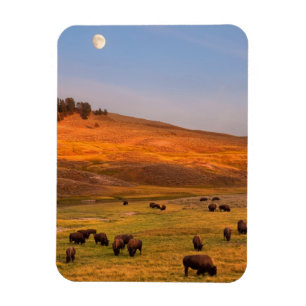 Bison Grazing on Hill at Hayden Valley Magnet