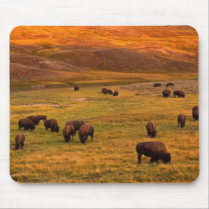 Bison Grazing on Hill at Hayden Valley Mouse Pad