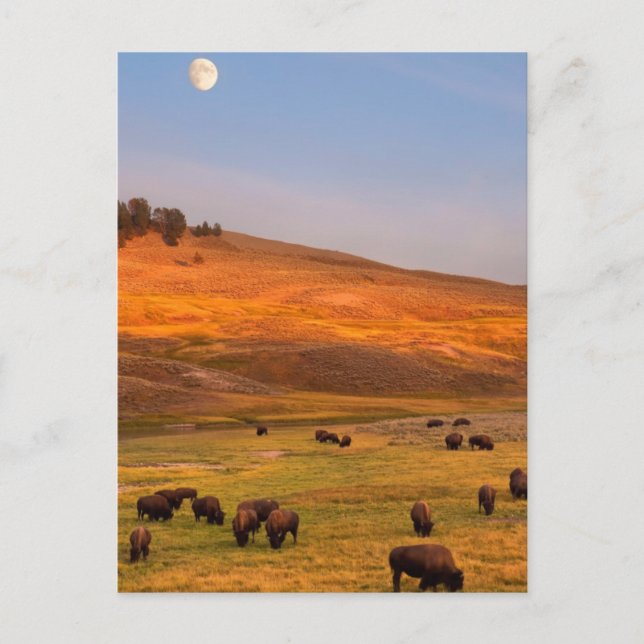 Bison Grazing on Hill at Hayden Valley Postcard (Front)