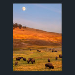 Bison Grazing on Hill at Hayden Valley Poster<br><div class="desc">Bison grazing on hill at Hayden Valley</div>