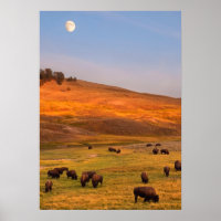 Bison Grazing on Hill at Hayden Valley