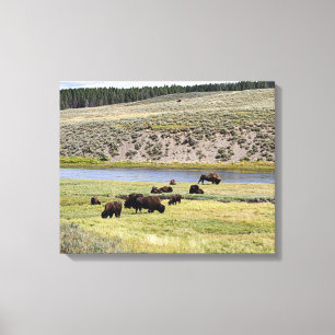Bison, Hayden Valley, Yellowstone National Park Canvas Print