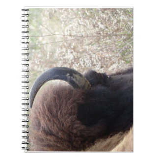 Bison head lying down spiral notebook