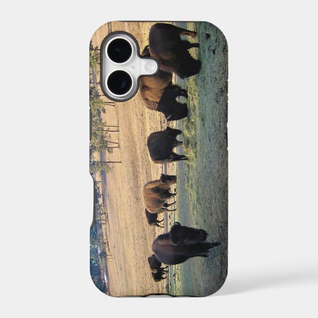 Bison in Colorado (Back)