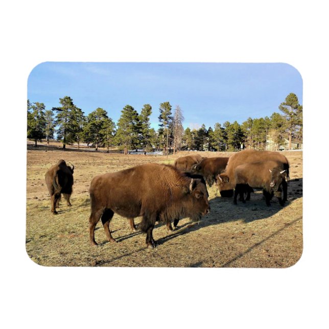 Bison in Colorado Magnet (Horizontal)