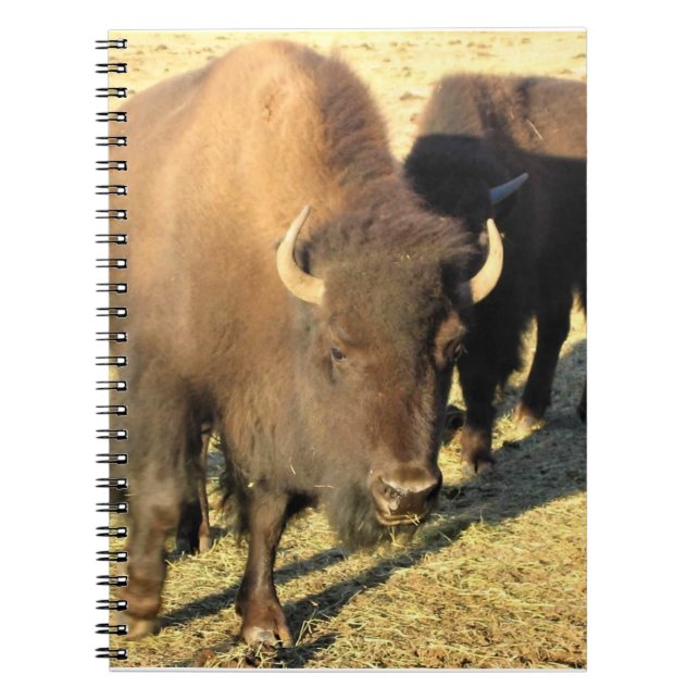 Bison in Colorado Notebook (Front)