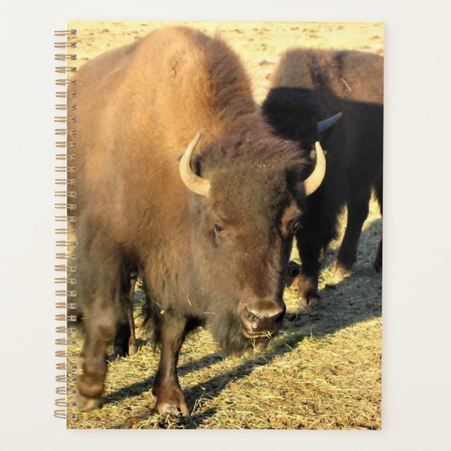 Bison in Colorado Planner (Front)
