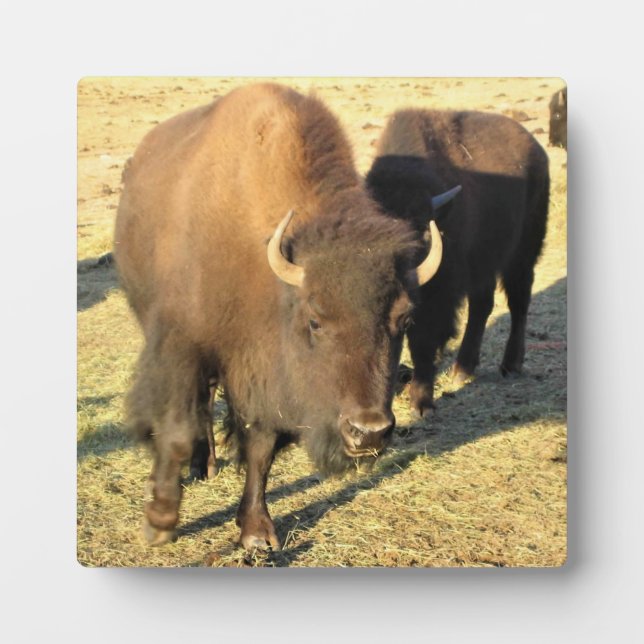 Bison in Colorado Plaque (Front)